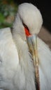 Maguari Stork, Ciconia maguari Royalty Free Stock Photo