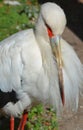 Maguari Stork, Ciconia maguari Royalty Free Stock Photo