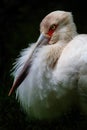 Maguari Stork - Ciconia maguari