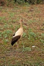 Maguari stork, Ciconia maguari,