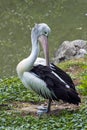 Maguari stork (Ciconia maguari)