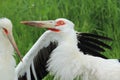 Maguari stork