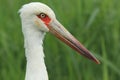 Maguari stork