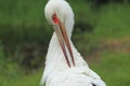 Maguari stork