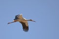 Maguari Stork in flight