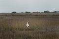 maguari stork, ciconia maguari