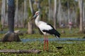 Maguari Stork, La Estrella marsh, Nature Reserve