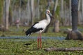 Maguari Stork, La Estrella marsh, Nature Reserve, Formosa Province,