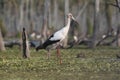 Maguari Stork, La Estrella marsh, Nature Reserve, Formosa