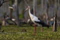 Maguari Stork, La Estrella marsh, Nature Reserve,