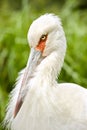 Maguari Stork's head closeup with nice green background