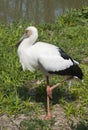 Maguari Stork