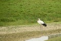 Maguari Stork standing in the swamp