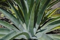 Maguey Agave americana