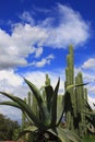 Maguy and cactus with blue sky and clouds I Royalty Free Stock Photo
