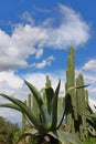 Maguey and cactus with blue sky and clouds II Royalty Free Stock Photo