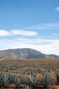 maguey-filled tequila field in jalisco with blue sky and mountains in the background Royalty Free Stock Photo