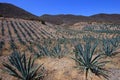 Maguey plants field to produce mezcal, Mexico