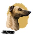 Magyar agar Hungarian breed closeup digital art illustration. Greyhound originated in Hungary, gazehound domesticated