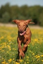 Magyar Vizla running in grass Royalty Free Stock Photo