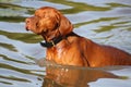 Magyar Vizsla Royalty Free Stock Photo