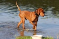 Magyar Vizsla Royalty Free Stock Photo