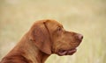 Magyar Vizsla Royalty Free Stock Photo