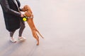 Magyar Vizsla breed dog is played with the owner while walking around the city. Pets concept