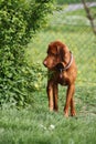 Magyar Vizsla Dog Royalty Free Stock Photo