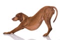 Magyar Vizsla dog Royalty Free Stock Photo