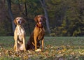 Magyar Vizsla hunting dogs Royalty Free Stock Photo