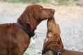 Magyar Vizsla with Puppies Royalty Free Stock Photo