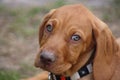 Magyar Vizsla Puppy Royalty Free Stock Photo