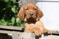 Magyar Vizsla Puppy Royalty Free Stock Photo