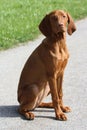 Magyar Vizsla Puppy