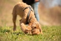 Magyar Vizsla 18 weeks old - Dog puppy is sniffing in the grass