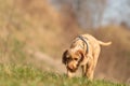 Magyar Vizsla 18 weeks old - Dog puppy is sniffing in the grass