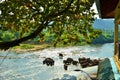 Maha Oya is a major stream in the Sabaragamuwa Province of Sri Lanka. Royalty Free Stock Photo