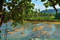 Maha Oya is a major stream in the Sabaragamuwa Province of Sri Lanka. Royalty Free Stock Photo