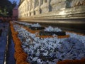 Mahabodhi temple flower