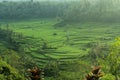 The mahagiri ricefield