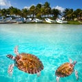 Mahahual Caribbean beach turtle photomount Royalty Free Stock Photo