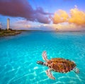 Mahahual Caribbean beach turtle photomount