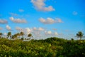 Mahahual Caribbean palm trees jungle