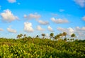 Mahahual Caribbean palm trees jungle