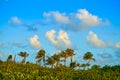 Mahahual Caribbean palm trees jungle