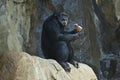 A Mahale Mountain Chimpanzee at LA Zoo eats on a rock