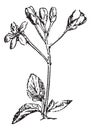 Mahaleb cherry or Prunus mahaleb vintage engraving