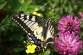 Papilio machaon. Machaon butterfly on a flower. Summer photo.