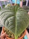 Maharani teksture plant alocasia Royalty Free Stock Photo